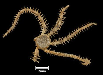 Media type: image;   Invertebrate Zoology OPH-4214 Description: Top down view of single ophiuroid specimen with a scale bar.;  Aspect: dorsal